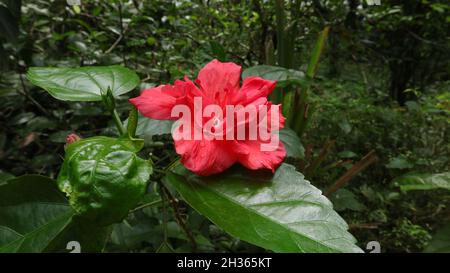 Gros plan d'une double fleur d'hibiscus chinois rouge (Hibiscus Rosa sinensis) Banque D'Images