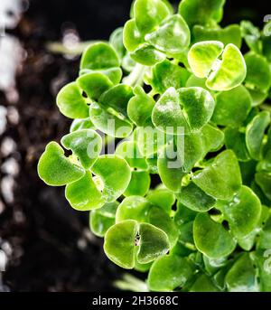 Gros plan de microverts au basilic.Pousses de basilic en croissance vue rapprochée.Germination des graines à la maison.Vegan et concept de saine alimentation.Graines germées, mi Banque D'Images