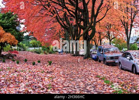 Quartier de Vancouver avec de belles feuilles d'érable rouge sur les arbres et couvrant le sol.Automne à Vancouver, Colombie-Britannique, Canada. Banque D'Images