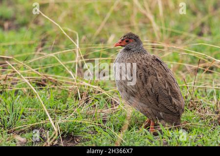 Spurfowl à col rouge - Pternistis afer, magnifique oiseau de francoline de couleur des savanes africaines, Parc national de la Reine Elizabeth, Ouganda. Banque D'Images