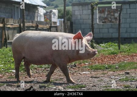 Tarlungeni, Brasov, Roumanie, 22 août 2009 : un cochon est vu dans la cour d'une maison. Banque D'Images