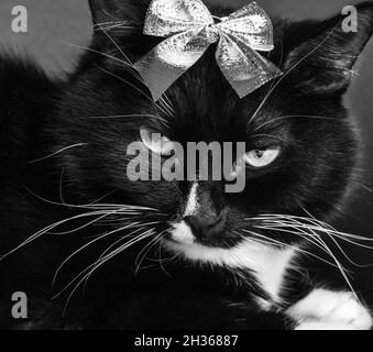 Drôle mignon grave chat noir et blanc avec noeud brillant sur sa tête gros plan.Image festive amusante.Animaux de compagnie préférés.Photo en noir et blanc. Banque D'Images