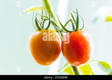 Deux petites tomates sur le balcon.Récolte à domicile. Banque D'Images