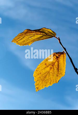 Feuilles dorées de hêtre d'automne contre un ciel bleu. Banque D'Images