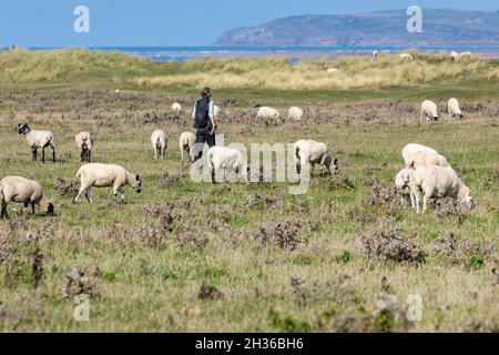 Une dame qui marche à travers un petit troupeau de moutons qui broutage près de Appldore, Devon. Banque D'Images