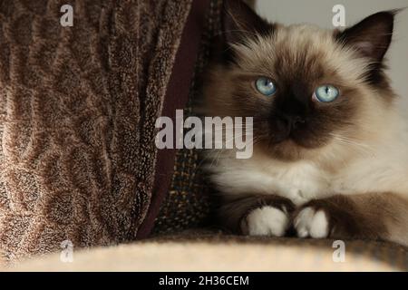 Mignon petit chaton Birman assis tranquillement sur le canapé Banque D'Images