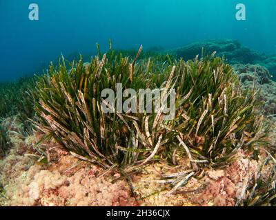 Posidonia Oceanica, également connue sous le nom de Neptune Grass, est un herbiers de mer endémique de la Méditerranée.Il est souvent confondu avec les algues, mais c'est une plante. Banque D'Images