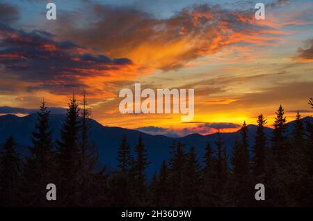 Coucher de soleil coloré dans les montagnes.Pins et chaîne de montagne au coucher du soleil.Carpathian montagnes, Ukraine Banque D'Images