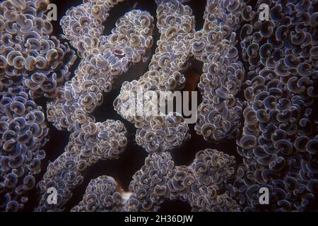 Hammer Coral, Eupyllia ancora, Derawan, Kalimantan, Indonésie,Asie Banque D'Images