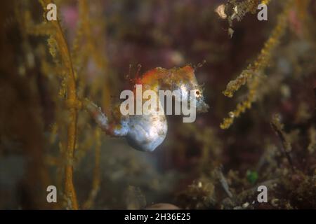 Cheval de mer pygmée de Pontoh enceinte, Hippocampus pontohi, Lembeh Straits, près de Bitung, Sulawesi,Indonésie, Asie Banque D'Images