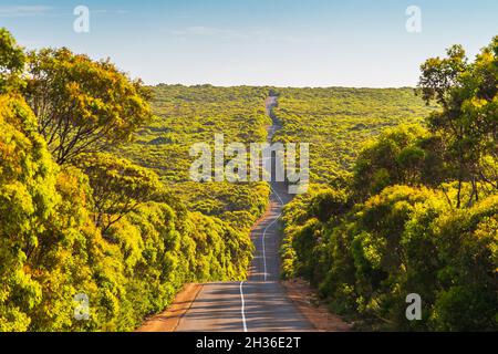 Longue route sinueuse sur Kangaroo Island à travers le Bush et les gumtrees, parc national de Flinders Chase, Australie méridionale Banque D'Images