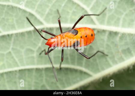 Insecte orange d'assasin, espèce Pselliopus, Satara, Maharashtra, Inde Banque D'Images