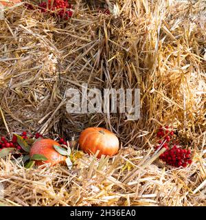 Composition d'automne.Citrouilles sur fond de paille.Confortable saison d'automne. Banque D'Images