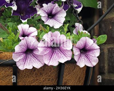 Pétunia violet fleurs dans un panier suspendu Banque D'Images