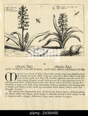 Imprimé botanique de Muscari, jacinthe de raisin de Hortus Floridus par Crispin de passe, illustration ancienne Banque D'Images