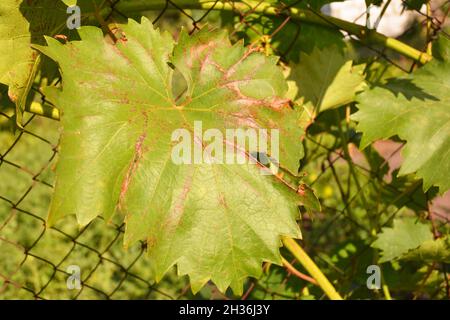 Maladies de la vigne.L'anthracnose des raisins (Elsinoë ampelina) est une maladie fongique qui affecte les feuilles de raisin. Banque D'Images