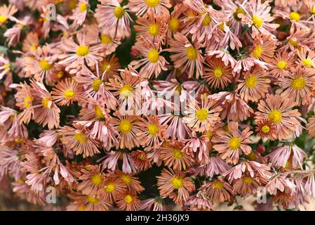 Chrysanthème koreanum Funtime gros plan Banque D'Images