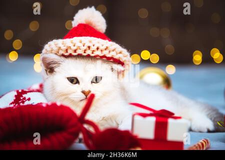 Chaton britannique blanc dans un chapeau de père noël allongé sur une couverture.Il y a des accessoires de Noël à proximité - lollipop, chaussettes, cadeaux, boules de Noël.Ambiance festive Banque D'Images