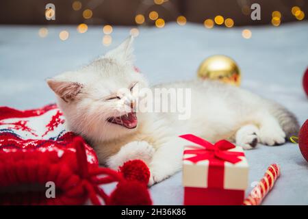 Le chaton britannique blanc joue sur une couverture avec des accessoires de Noël - lollipop, chaussettes, cadeaux, boules de Noël. Ambiance festive. En attente de l'hologramme Banque D'Images