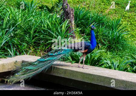 Peacock sur la clôture d'un pont en pierre.Malaisie Banque D'Images