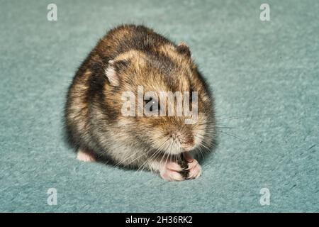 Un hamster nain mangeant mouche Banque D'Images