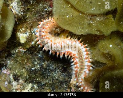 Photo sous-marine d'un ver à barbe, Hermodice carunculata, rampant à travers les algaes Banque D'Images