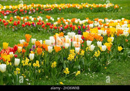 Beau lit de fleurs de printemps avec beaucoup de couleurs différentes et de la variation des fleurs, tulipes, narcisse et Muscari Grape jacinthe. Banque D'Images