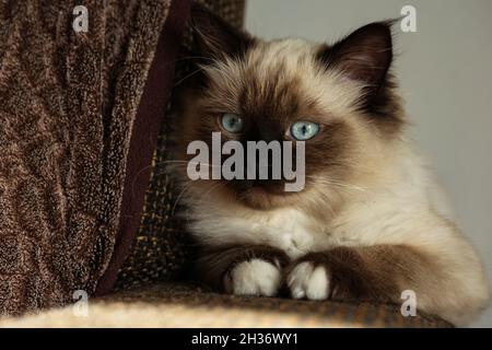 Mignon petit chaton Birman assis tranquillement sur le canapé Banque D'Images