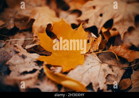 Un jour d'automne, beaucoup de feuilles d'érable jaune sec déchue reposent sur le sol.Nature en octobre.Esthétique automnale. Banque D'Images