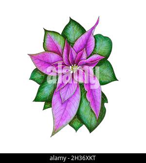 Poinsettia étoile de Noël ou Euphorbia, dessin au crayon, isolé, fond blanc.Illustration de votre conception. Banque D'Images