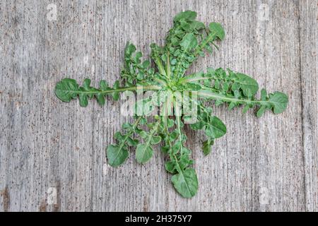 Rosette foliaire d'une jeune puse de Shepherds / Capsella bursa-pastoris plante autrefois utilisée en médecine, et aujourd'hui fourragée comme comestible Banque D'Images