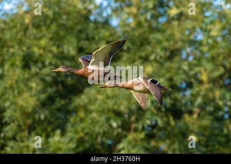 Deux canards colverts femelles volants, anas platyrhynchos en vol au-dessus d'un lac. Banque D'Images