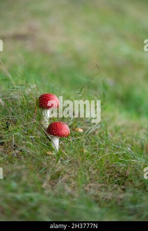 Amanita muscaria (Fly agaric) Banque D'Images