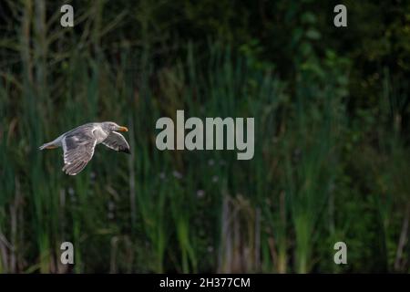 Goéland argenté adulte en vol.Goéland argenté adulte, Larus argentatus en vol au-dessus d'un lac. Banque D'Images