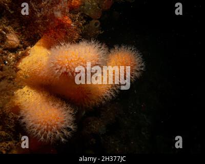 Une image de gros plan d'un homme mort mou de corail nourrissant des doigts ou Alcyonium digitatum. Photo des îles Weather, mer de Skagerrak, ouest de la Suède Banque D'Images