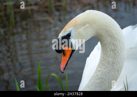 Magnifique cygne blanc posant en profil, le jour du printemps Banque D'Images