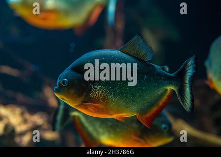 Les prédateurs affamés d'eau douce rouge ont menti des poissons de piranha nageant dans l'eau de la rivière dans la jungle sud-américaine.Troupeau de piranhas vue rapprochée. Banque D'Images