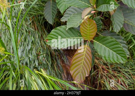 Mitragyna speciosa (Mitragyna speciosa) mitragyne sauvage.Drogues et stupéfiants. Kratom est une plante indonésienne qui encourage la santé Banque D'Images