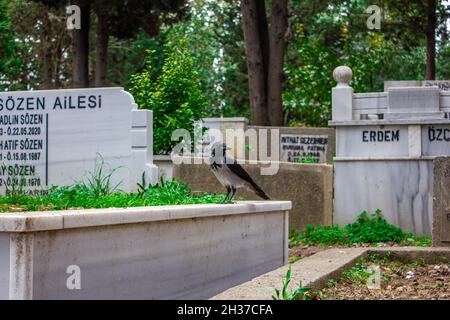 Eyup,Istanbul,Turquie-octobre-mercredi-2021: Un corbeau noir qui attend près de la tombe Banque D'Images