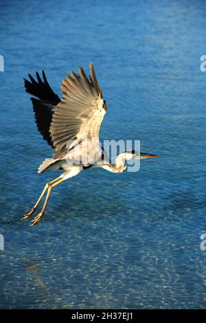 MALDIVES, ATOLL ARI, ÎLE DHONI MIGHILI Banque D'Images