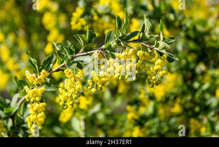 Une branche avec de belles fleurs d'aubépine jaune.Arbre au printemps Banque D'Images