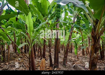 Plantation de bananes lors d'une promenade dans le village de MTO wa Mbu, Tanzanie, Afrique Banque D'Images