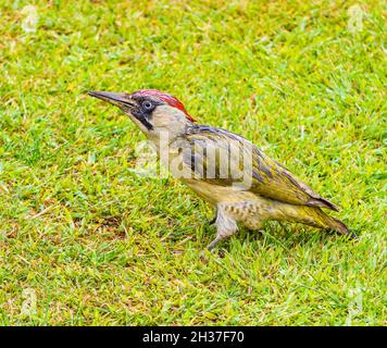 Repas du pic vert adulte dans le jardin des Cotswolds Banque D'Images