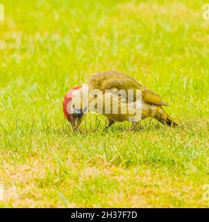 Repas du pic vert adulte dans le jardin des Cotswolds Banque D'Images