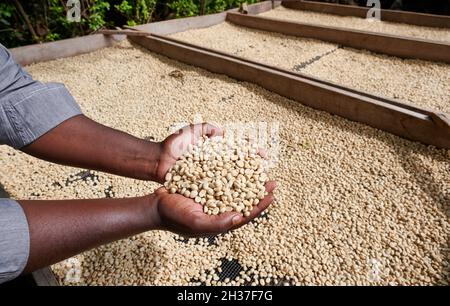 Mains avec du café cru non torréfié sur une plantation de café près d'Arusha, Tanzanie, Afrique Banque D'Images