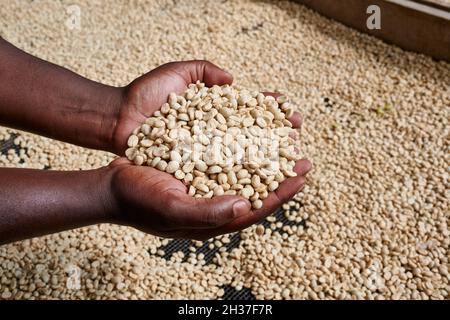 Mains avec du café cru non torréfié sur une plantation de café près d'Arusha, Tanzanie, Afrique Banque D'Images