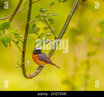 Homme Redstart commun au repos proche de Nest Banque D'Images