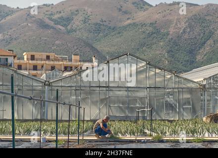 un fermier cueille des succulents, des cactus, des agaves dans une pépinière d'herbes Banque D'Images