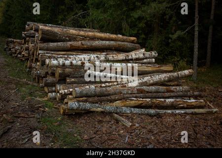 Des piles de bois le long de la route forestière.Pins forestiers et épinettes.Troncs en rondins pile, l'industrie forestière du bois d'œuvre. Banque D'Images