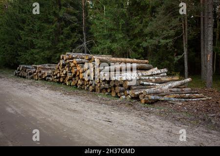 Des piles de bois le long de la route forestière.Pins forestiers et épinettes.Troncs en rondins pile, l'industrie forestière du bois d'œuvre. Banque D'Images